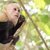 Costa Rica Rundreise 14 Tage - Tag 7 - Kapuzineräffchen im Nationalpark Manuel Antonio