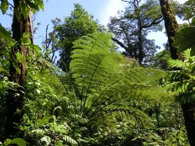 Monteverde Nationalpark