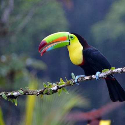 Costa Rica Rundreisen und Baden - Sehenswürdigkeiten erleben
