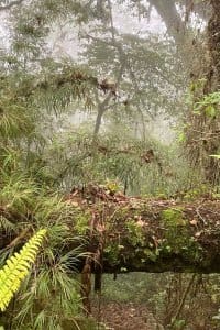 Los Quetzales Nationalpark