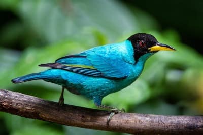 Vogel bei einer Costa Rica Rundreise und Baden
