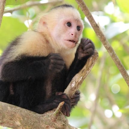 Costa Rica Rundreise 14 Tage - Tag 7 - Kapuzineräffchen im Nationalpark Manuel Antonio