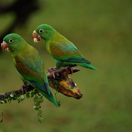 Costa Rica Tiere - Die Tierwelt des tropischen Landes erleben