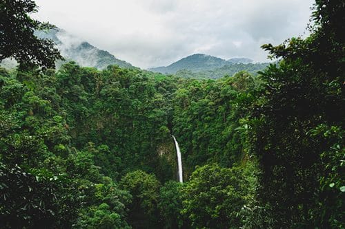 Costa Rica Kombireisen - Dschungel