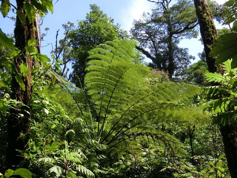 Nebelwaldregion Monteverde