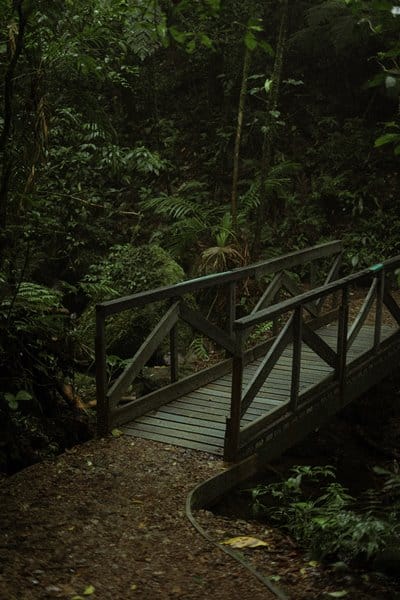 Naturreservat Monteverde